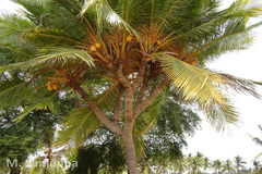 Cocos nucifera